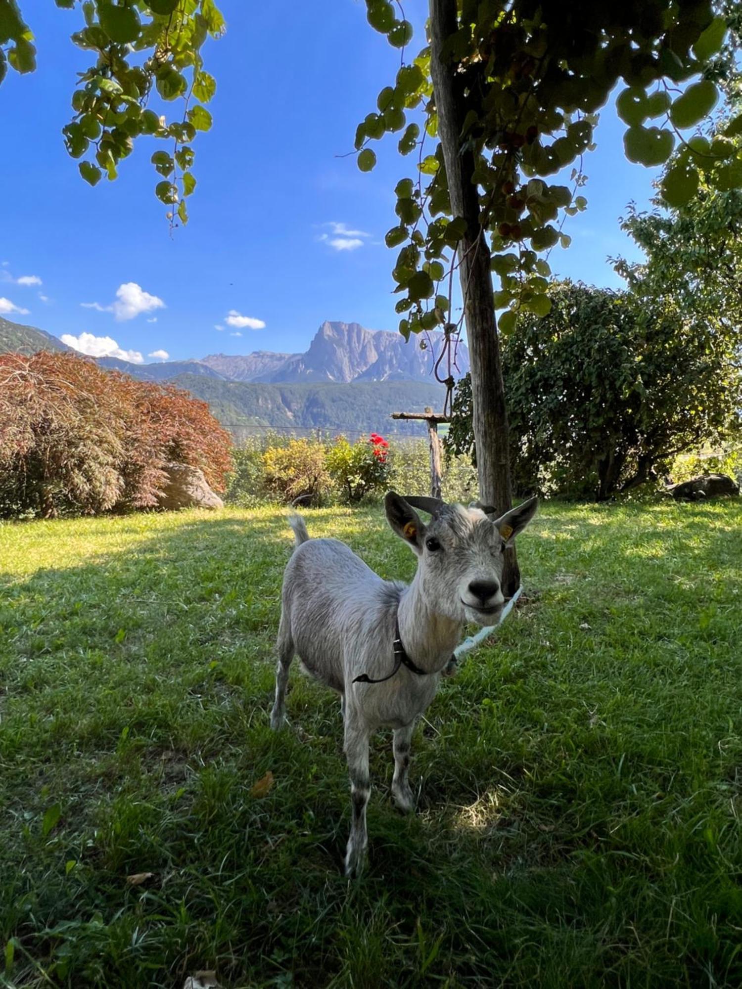 Gasserhof Μπαρμπιάνο Εξωτερικό φωτογραφία